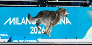 Подробнее о статье Пеніси, вовки та інші дивні історії з Олімпіади-2026 — BBC