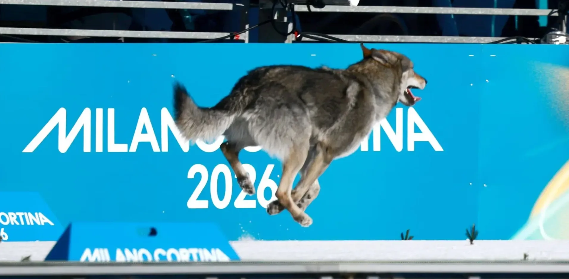 Подробнее о статье Пеніси, вовки та інші дивні історії з Олімпіади-2026 — BBC