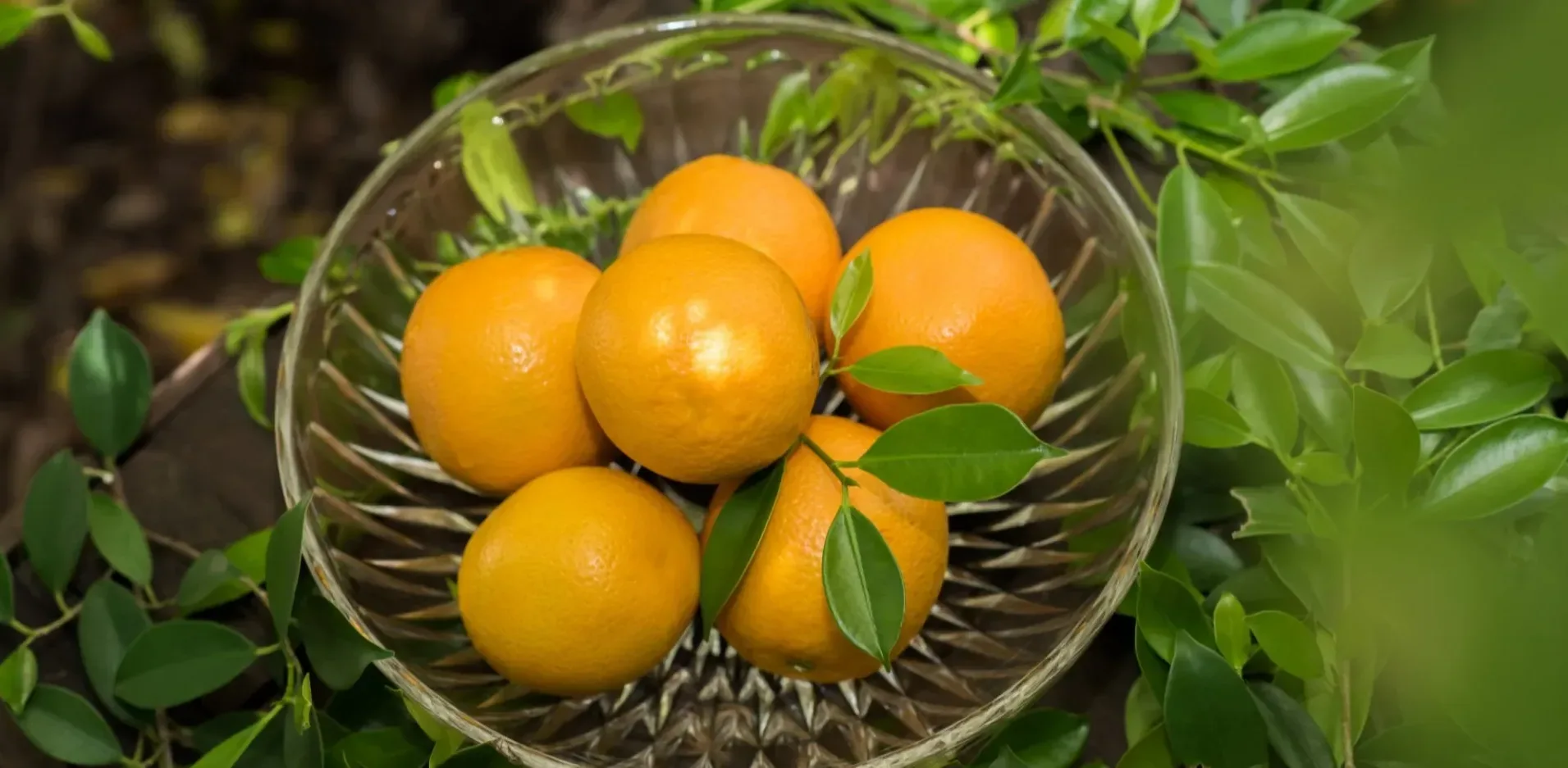 Подробнее о статье Як вирощувати апельсинове дерево вдома: поради та сорти