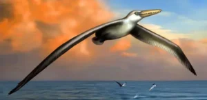 Подробнее о статье Найбільший птах в історії: Нове дослідження поставило під сумнів міф