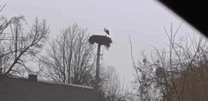 Подробнее о статье Повернення Лелеку: Перший Птах Сезону в Рівненській Області