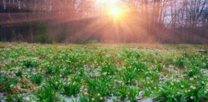 Подробнее о статье Прогноз погоди на тиждень: Весняне потепління з опадами