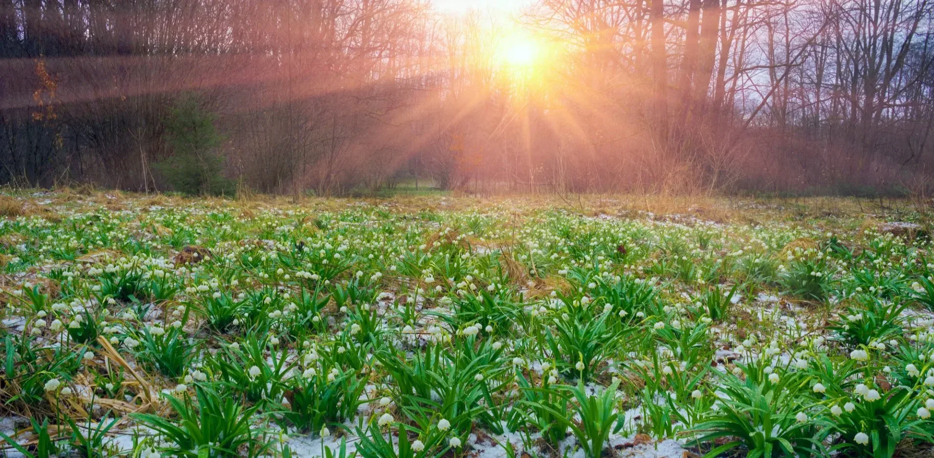 Подробнее о статье Прогноз погоди на тиждень: Весняне потепління з опадами