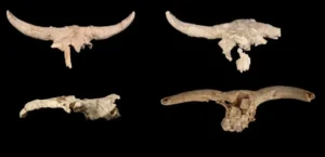 Подробнее о статье Таємниця Скупчення Черепів: Що Приховували Неандертальці?