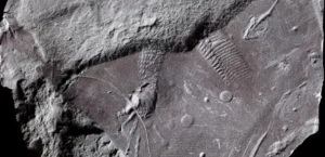 Подробнее о статье Найдавніший Відбиток Шкіри Рептилії: Унікальна Знахідка в Німеччині