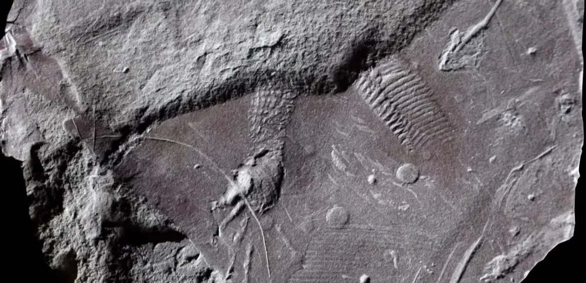 Подробнее о статье Найдавніший Відбиток Шкіри Рептилії: Унікальна Знахідка в Німеччині