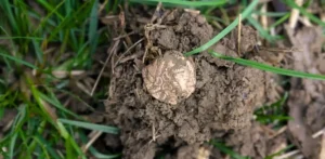 Подробнее о статье Унікальний Скарб Золотих Монет Залізного Віку Знайдено в Англії