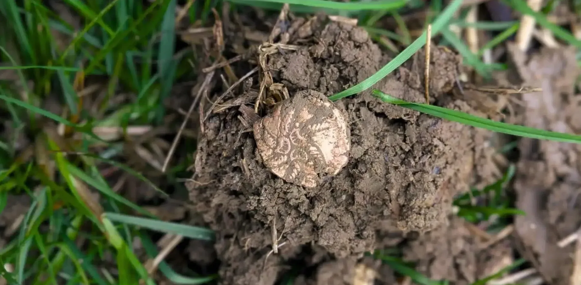 Подробнее о статье Унікальний Скарб Золотих Монет Залізного Віку Знайдено в Англії