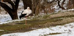 Подробнее о статье Весна прийшла в Україну: Погода, мокрий сніг і аномальні температури