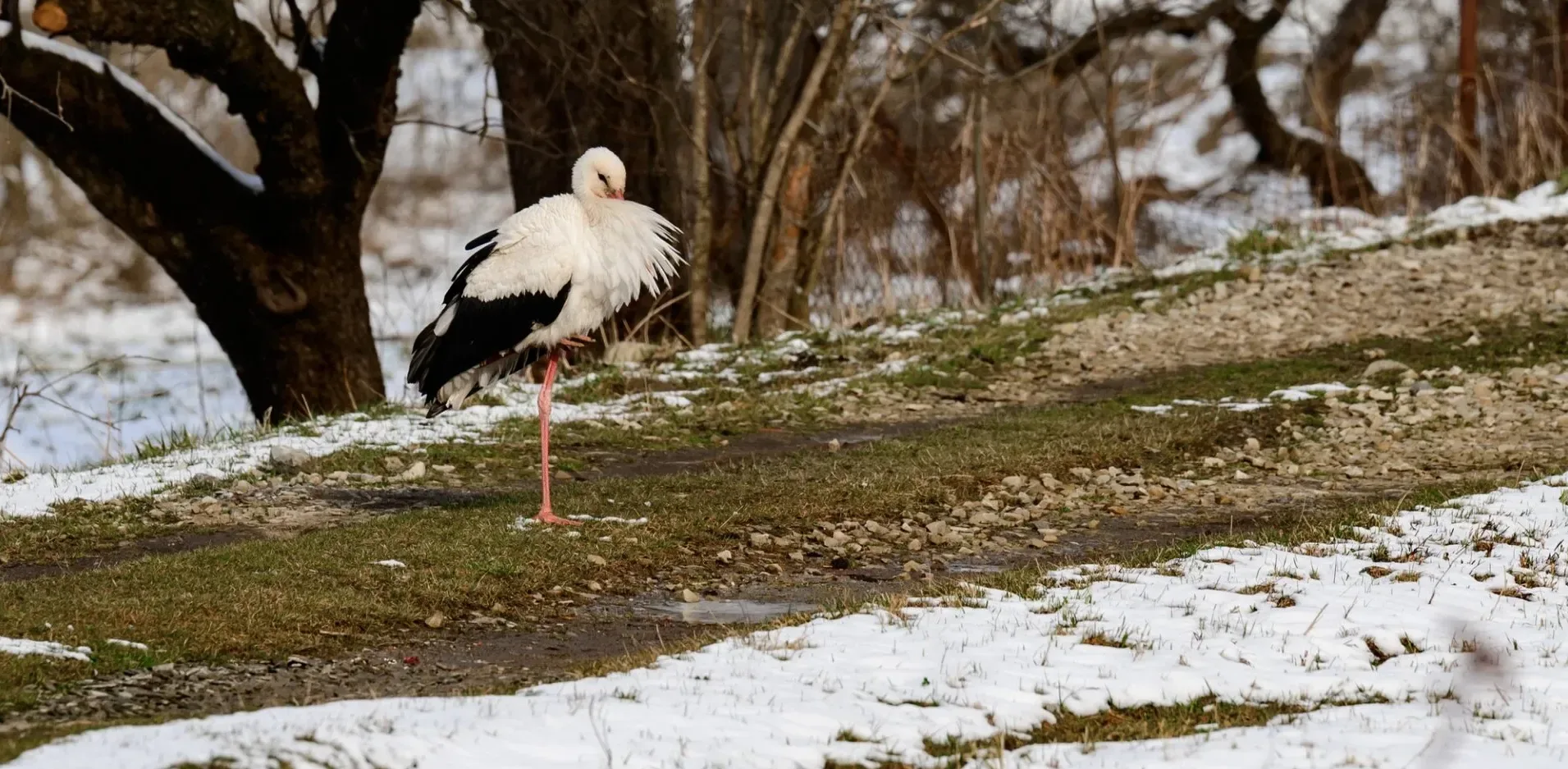 Подробнее о статье Весна прийшла в Україну: Погода, мокрий сніг і аномальні температури