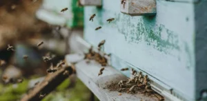 Подробнее о статье Індивідуальність навігації бджіл: нові відкриття нейробіологів