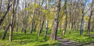 Подробнее о статье Березень: Сонячні Дни та Очікування Опадів