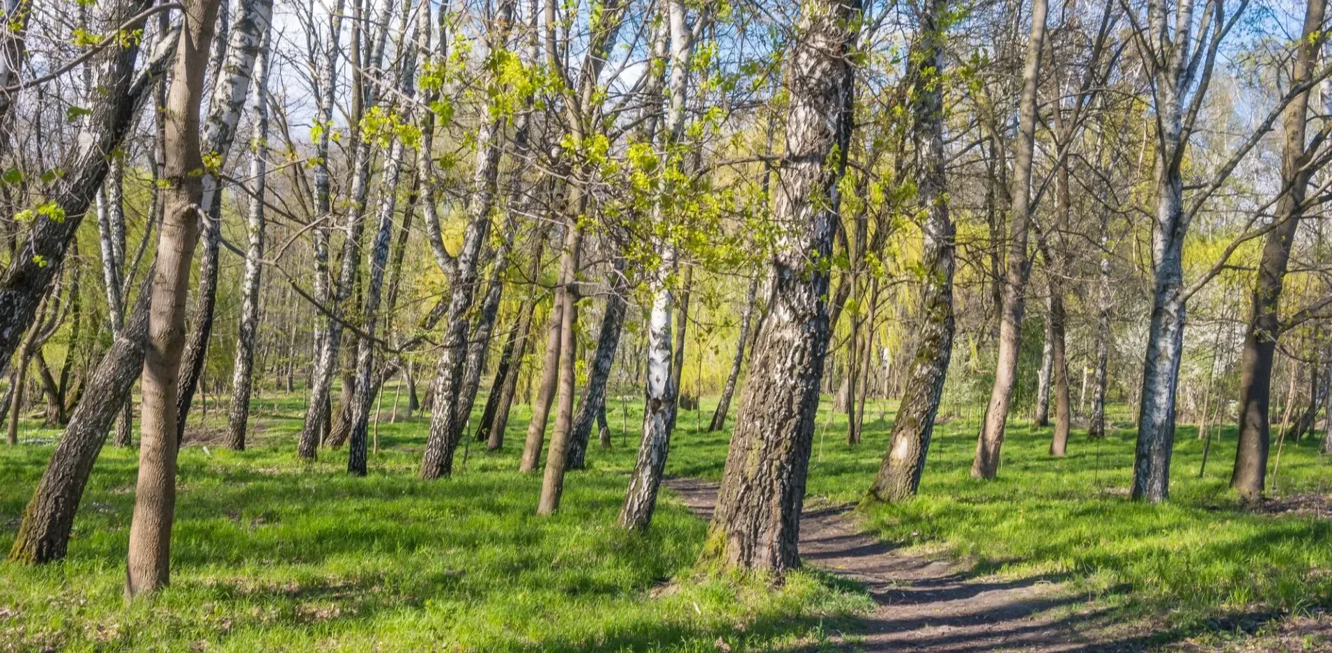 Подробнее о статье Березень: Сонячні Дни та Очікування Опадів