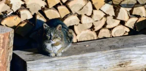 Подробнее о статье В Україні: Мороз та Потепління – Погода на Тиждень