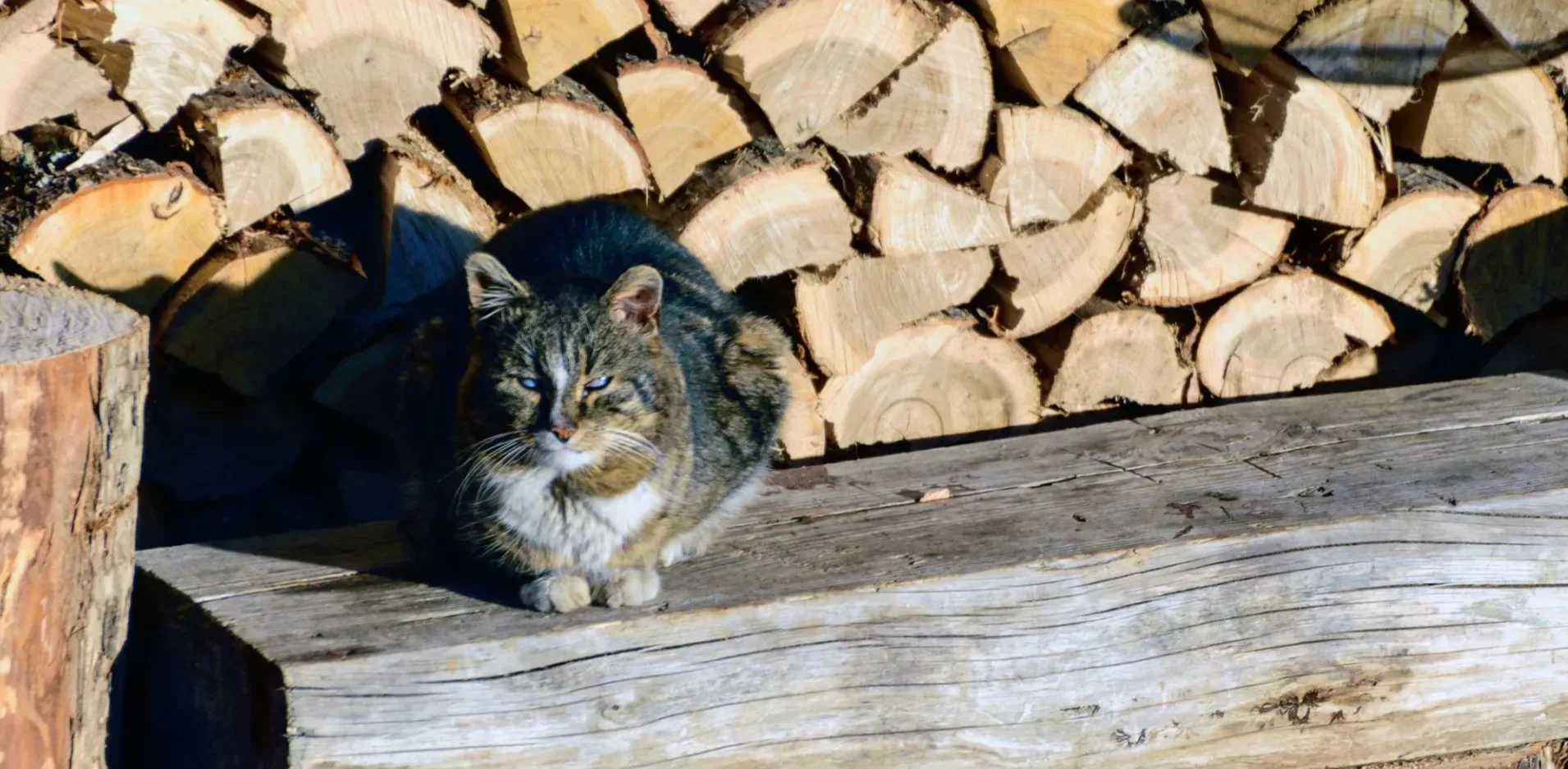 Подробнее о статье В Україні: Мороз та Потепління – Погода на Тиждень