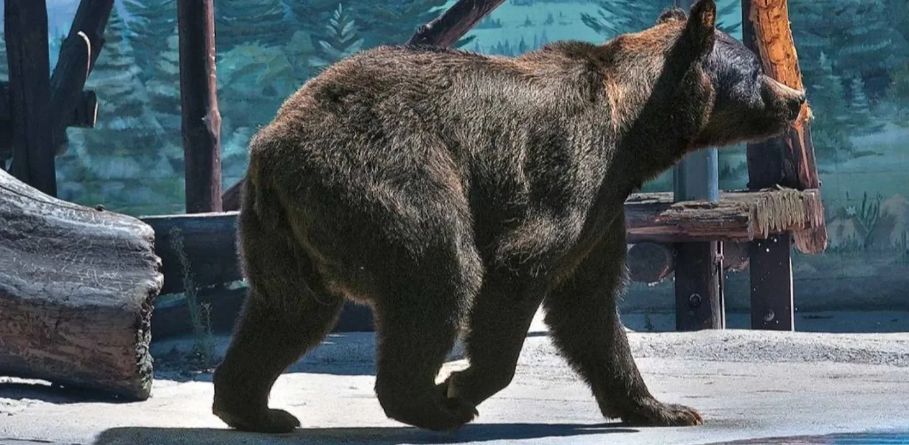 Подробнее о статье Сумна історія ведмедя Бумера в Одеському зоопарку