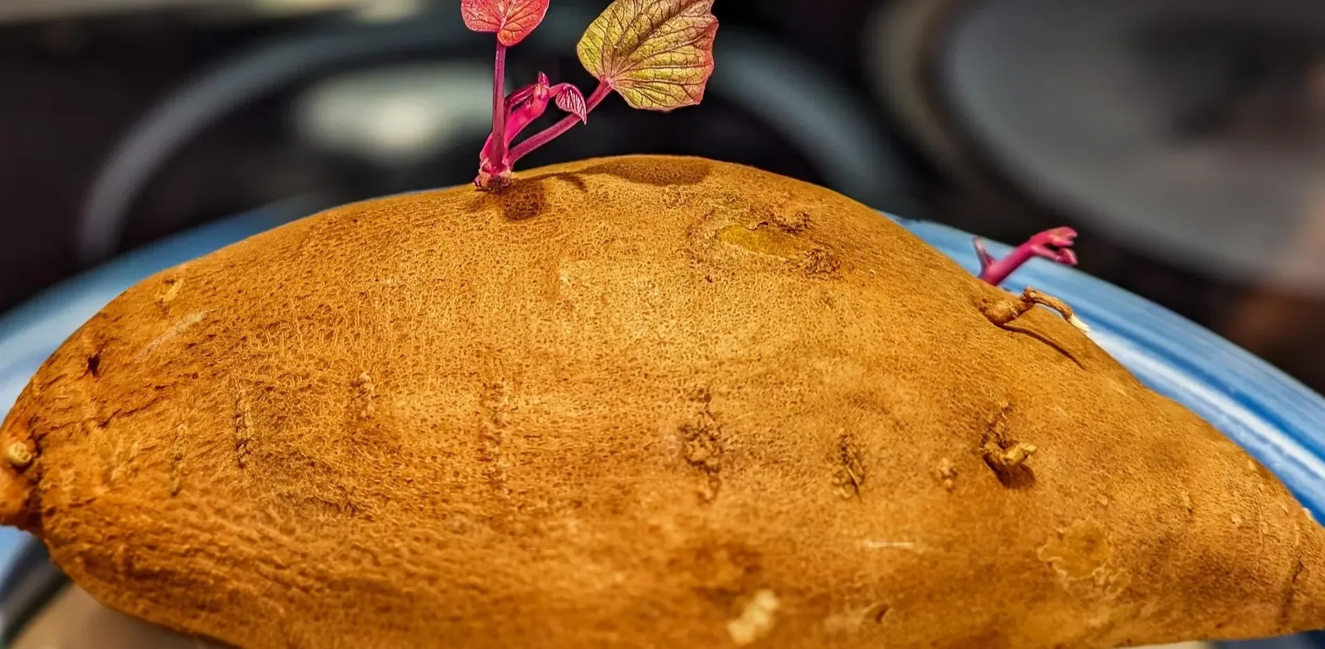 Подробнее о статье Чи безпечно вживати пророслу картоплю? Погляди експертів