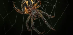 Подробнее о статье Комахи: Тиха Катастрофа