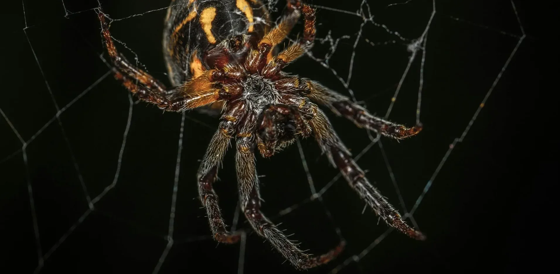 Подробнее о статье Комахи: Тиха Катастрофа