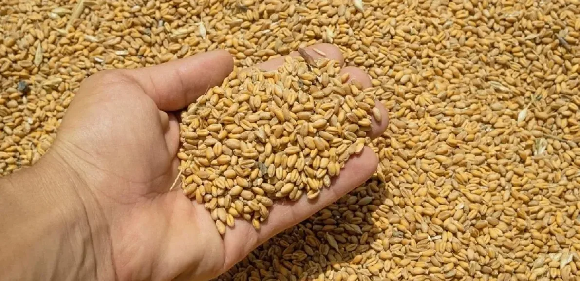 Подробнее о статье Перспективи експорту пшениці в Україні: аналіз ситуації