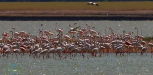 Подробнее о статье У Тузлівських лиманах прилетіли перші фламінго