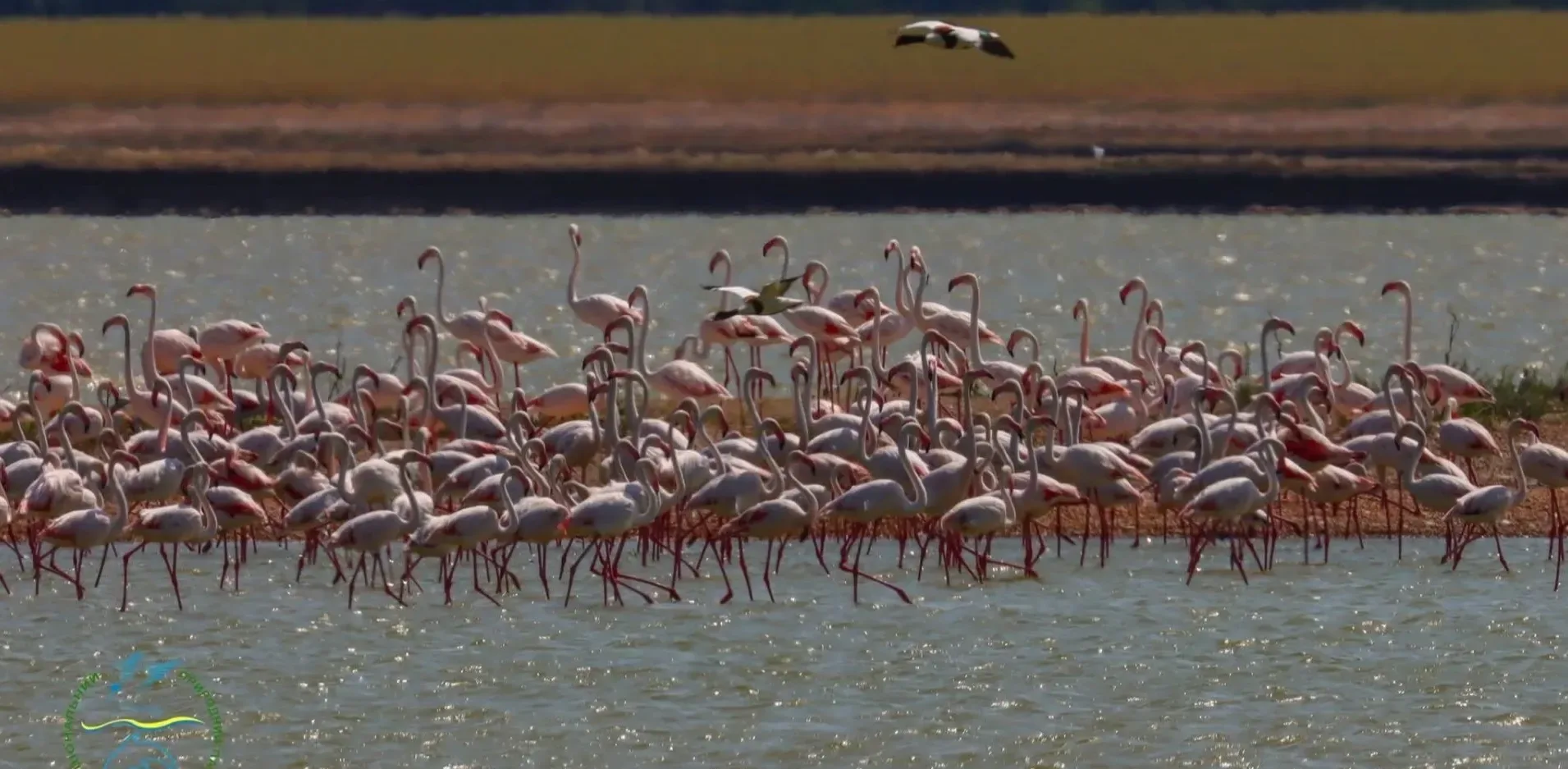 Подробнее о статье У Тузлівських лиманах прилетіли перші фламінго
