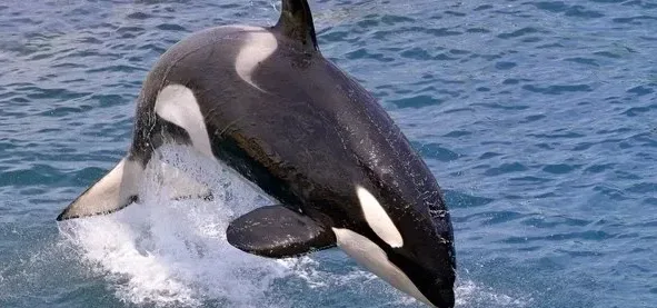 Подробнее о статье ДНК косаток розкриває складний раціон харчування