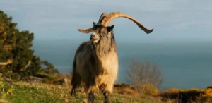 Подробнее о статье Дикі кози Ірландії: Залишки Бронзового віку