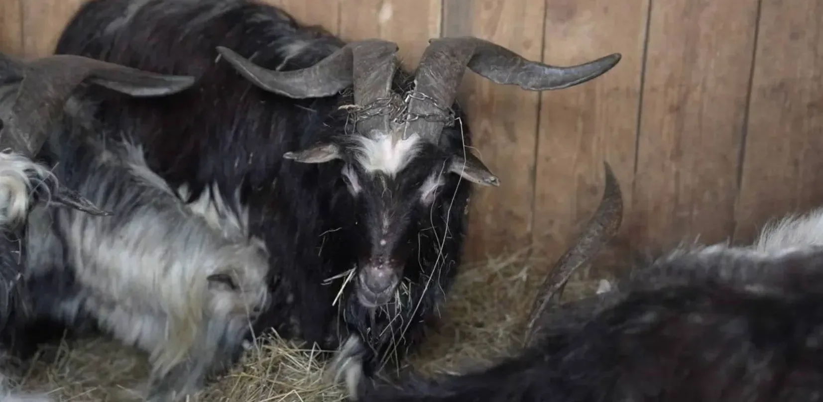 Подробнее о статье Евакуація козлів з небезпечної зони Запорізької області