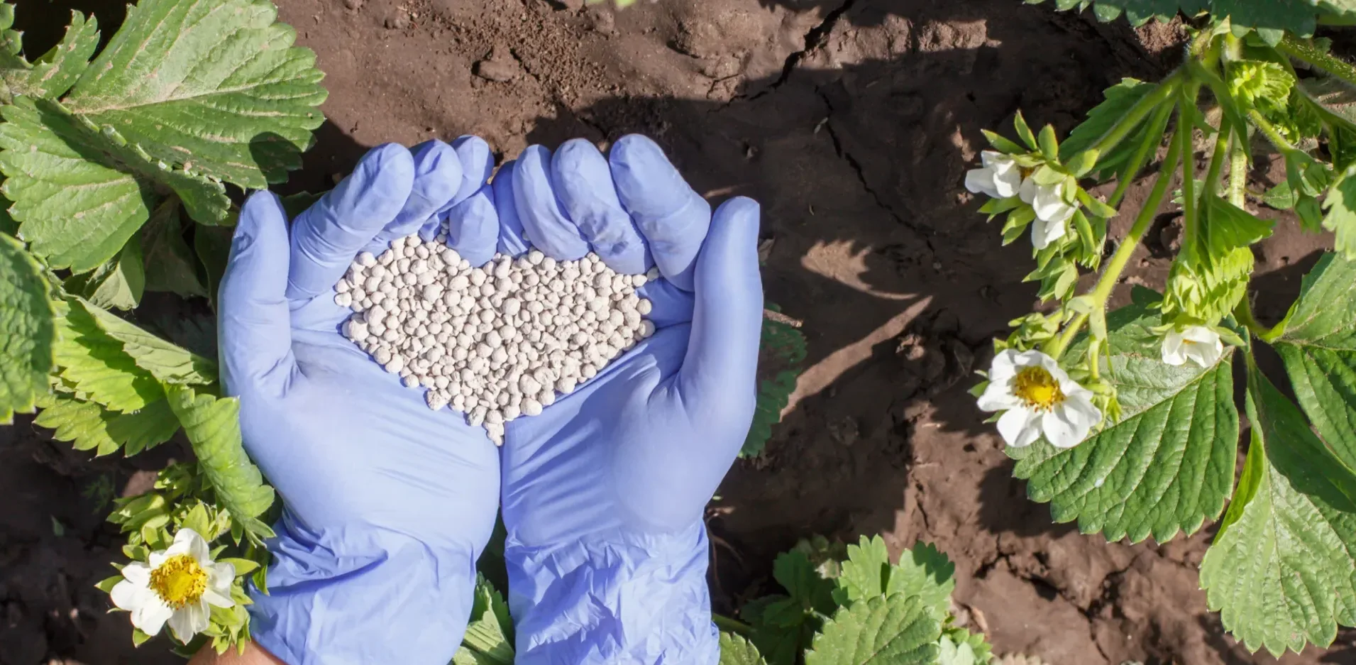 Подробнее о статье Вплив блокади Ормузької протоки на світове постачання добрив