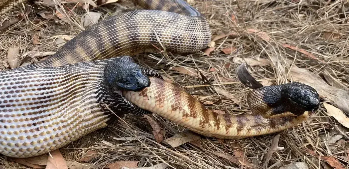 Подробнее о статье Канібалізм у змій: нові відкриття в світі диких тварин