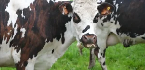 Подробнее о статье Ризики поширення ящуру в прифронтових регіонах України