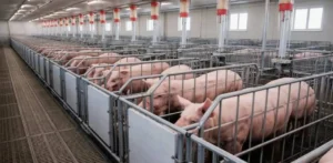 Подробнее о статье Експорт української свинини до Азії: нові можливості