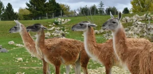 Подробнее о статье Відновлення гуанако в Аргентині: новий етап для екосистеми