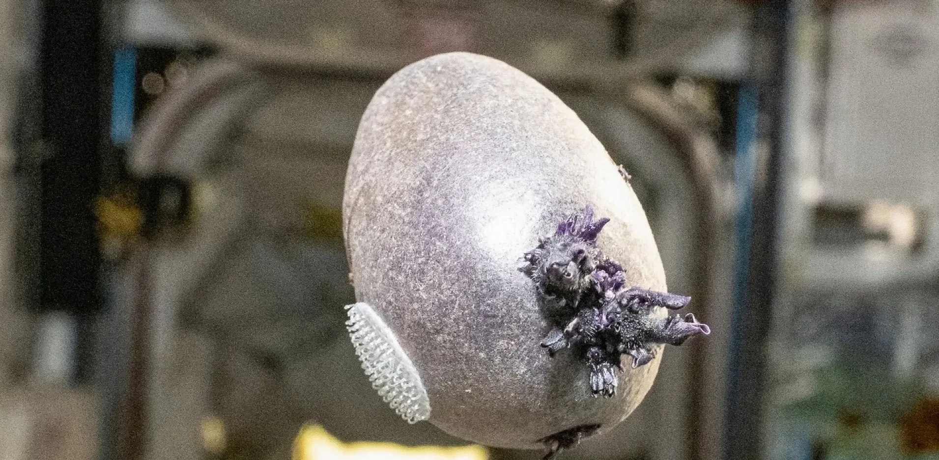 Подробнее о статье Фіолетова картопля в космосі: нові можливості для колонізації