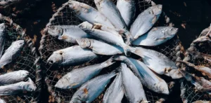 Подробнее о статье Риба для покращення пам’яті та підтримки мозку