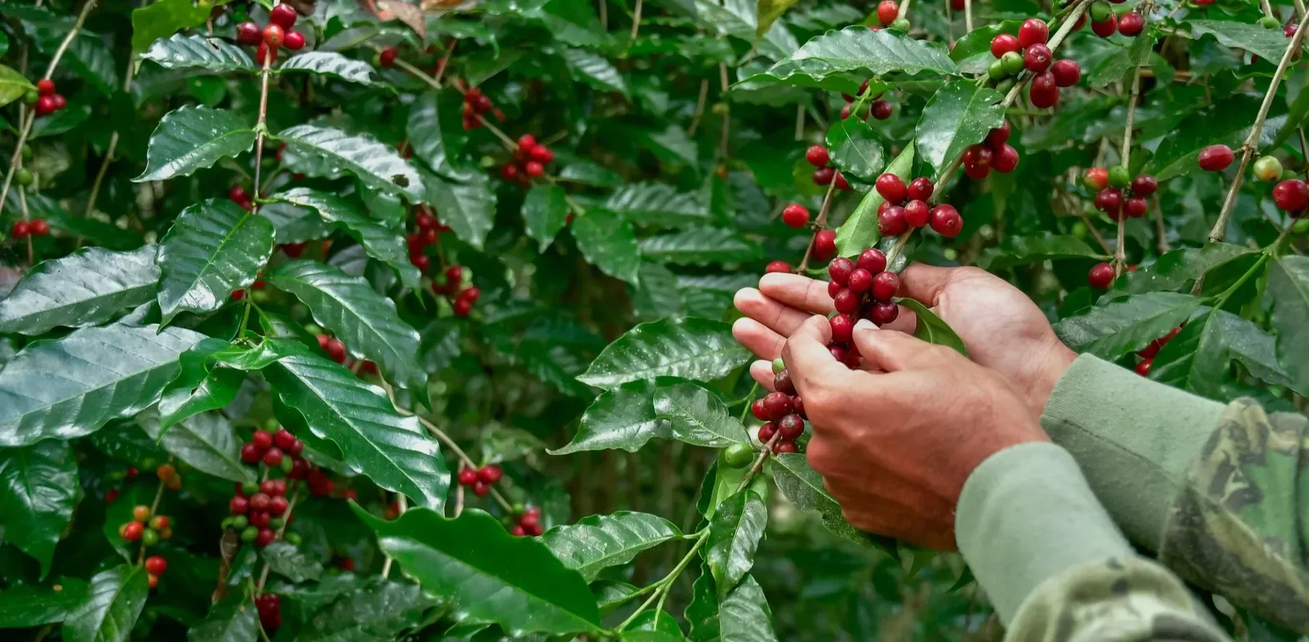 Подробнее о статье Вплив зміни клімату на вирощування кави арабіка