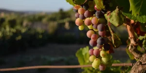 Подробнее о статье Українські вина-амбасадори 2026: шлях до Бордо